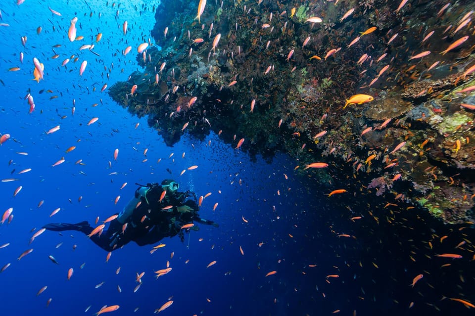 From Sharm el-Sheikh: Full Day Snorkeling in Dahab